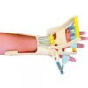 DYNA COCK UP SPLINT (With Finger Ext. Assist)